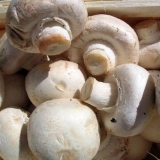 Uzgajanje šampinjona u zemlji